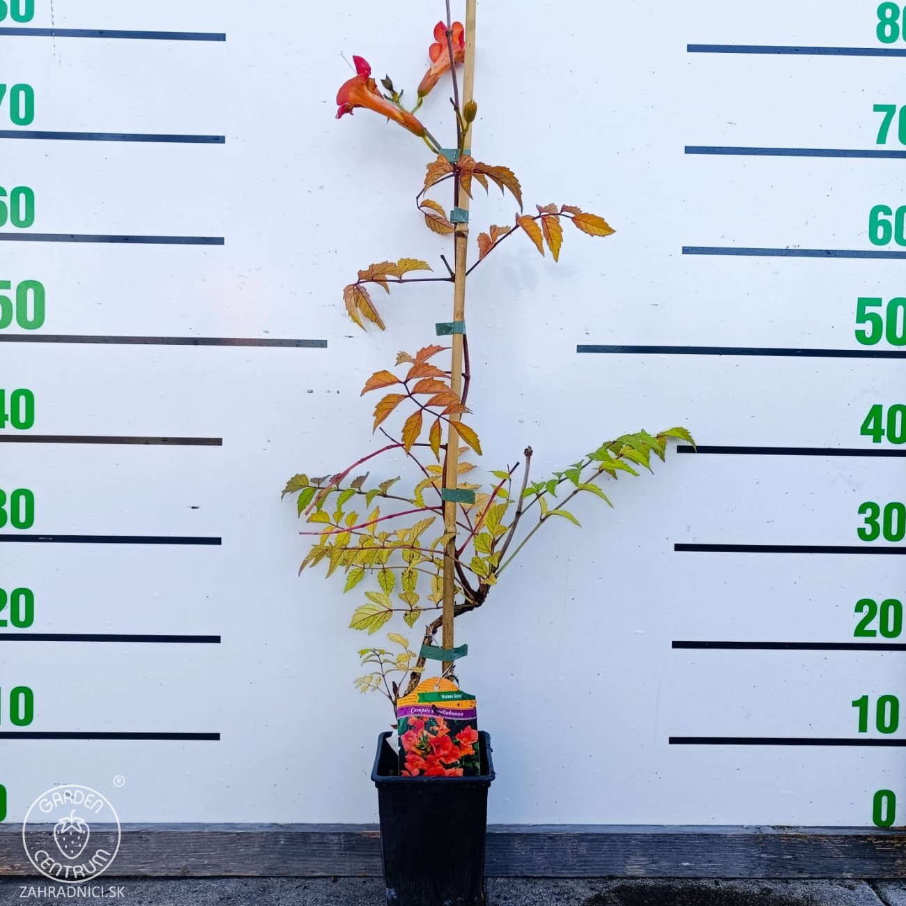 Obrázok Trúbkovec krížený (Campsis × tagliabuana) 'Madame Galen' - výška 60-80 cm, kont. C1.5L